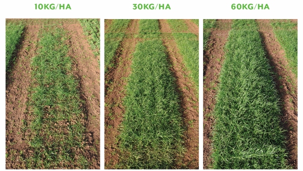 Sowing rate of Feast II Italian ryegrass directly effects yield at first cut - figure 1
